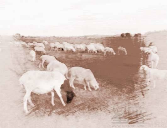 梦见屋里有羊，梦见羊群在家里什么意思