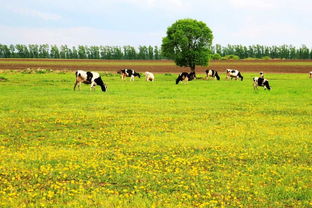 周公解梦田野里好多鱼，梦见田野美景
