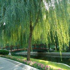 梦见柳树芽，梦见柳树冒新芽