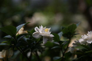 梦到摘枝枝花好不好，梦见摘花枝重载