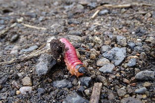 梦到蛆虫爬到脚上是什么意思?，梦到蛆虫爬手脚好吗