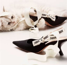 梦见猫把鞋叼走了是什么意思，梦见鞋子被猫咬破