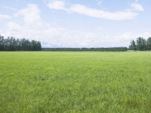 梦到草丛里很多蛇,梦到草丛里有东瓜西瓜什么意思