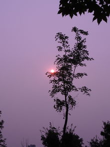 梦见在树梢上摘果子,梦见在树梢上拿钱什么意思