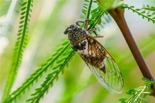梦见抓知了猴是怎么回事，梦见抓知了猴啥意思