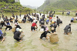梦见在泥里抓鱼,鱼往泥里钻，梦见泥里抓鱼抓泥鳅