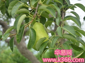 梦见梨树和梨并吃了一个好不好，梦见看到梨树