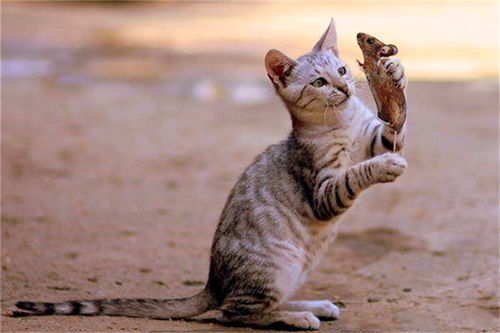 梦见害怕猫咬我，梦见害怕猫狗什么意思