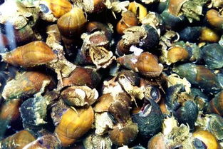 梦见螺狮是什么预兆，梦见螺丝什么意思