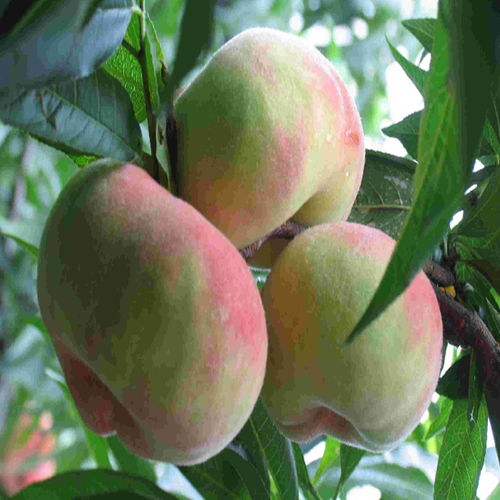 梦见蟠桃会，梦到蟠桃树上摘蟠桃