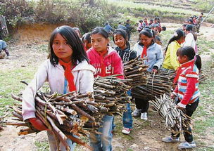 梦见捡柴回家是什么意思，梦见捡柴是什么意思啊