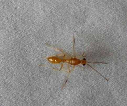 梦见蚂蚁在床边爬是什么意思，梦见床板上有蚂蚁