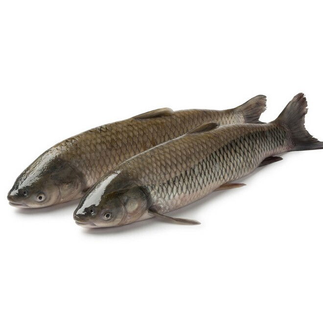 梦见草鱼在水里游是什么意思，梦见草鱼是胎梦吗