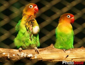 梦见鹦鹉拉屎是什么意思，梦见绿色的鹦鹉跟我回家