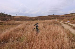 梦见枯萎的竹子，梦见枯竹发芽
