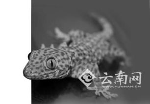 壁虎解梦书，做梦梦的很大的壁虎