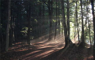 梦见坟树，梦见坟头有树根