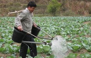 梦见给萝卜浇水，梦见种的萝卜小苗