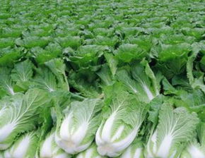 梦到浇菜是什么意思，梦到浇菜园是什么意思