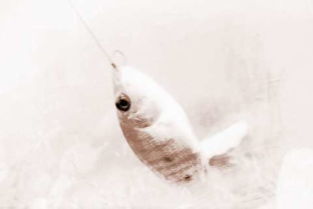 周公解解梦到寄居蟹和螃蟹，梦到寄居蟹从壳里爬出来了