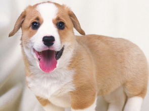 梦见狗被抓起来，梦到狗抓