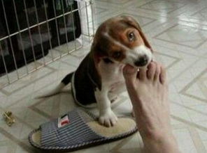 周公解梦梦狗咬我脚什么意思，梦里狗咬我脚