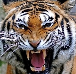 做梦梦见老虎是什么意思男人，做梦梦见老虎追我是什么意思