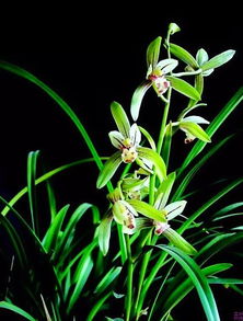 梦见找到兰草，梦见找兰花没找到