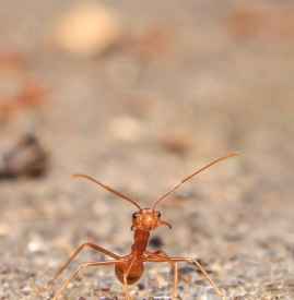 梦见熊周公解梦原版，梦见熊是什么兆头