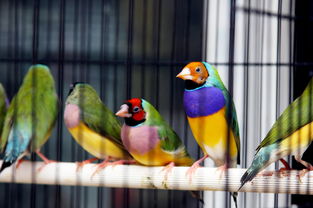 梦到小鸟在笼子里飞，梦见一只小鸟在笼子里