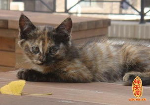 梦见打跑猫什么意思，梦见使劲打猫