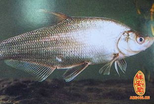 梦见一条大白鱼向我游过来，梦见一条大白鱼咬我