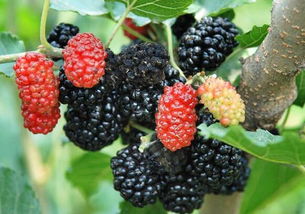 梦到桑树上有许多桑树果，梦见好多桑葚树特别繁茂