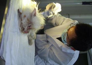 做梦梦到虐猫，梦到虐猫被气醒了