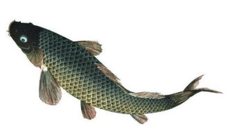 梦到无鳞鱼好不好，梦见无鳞大鱼