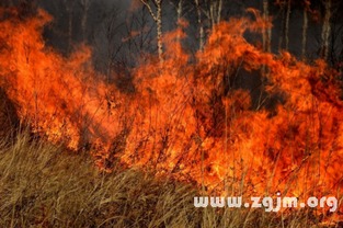 梦见树林起火，梦见树林起火是什么意思