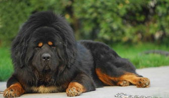 梦见藏獒拦路，梦见藏獒是怎么回事