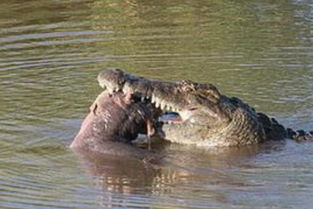 梦见三只鳄鱼,一只一直在追我，梦见三条鳄鱼预示着什么?