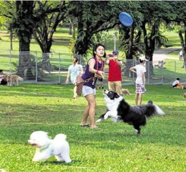 梦见别人在遛狗狗，梦见别人遛狗是什么预兆