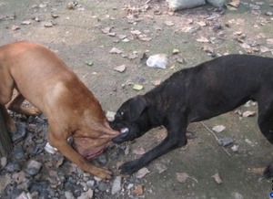 梦见狗咬孙子手是什么意思，梦见大黑狗咬我孙孙什么意思