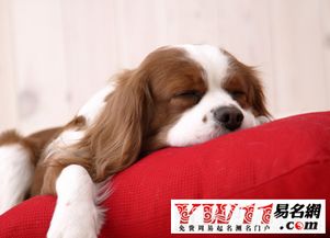 做梦梦见狗咬好事还是坏事，做梦梦见狗咬啥意思