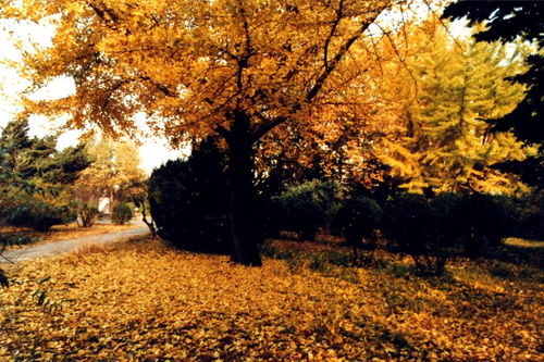 梦见落叶预示什么意思，梦到落树叶是什么意思