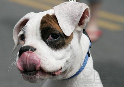 梦见狗眼睛瞎了是好梦还是坏吗，梦见狗眼睛流血是什么预兆