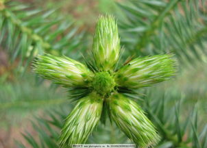 梦见杉树又直又高，梦见杉木堆是什么意思