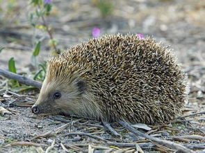 梦见刺猬预示着什么，昨晚梦见刺猬
