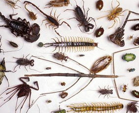 梦见屋里有蝎子在爬，梦见屋里有蝎子什么意思