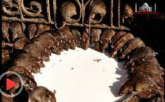 梦见老鼠背着小老鼠，梦见老鼠在背上