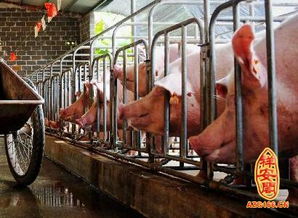 梦见木头猪，梦见猪吃树叶