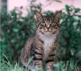 梦见养狸花猫，梦见养了狐狸和猫