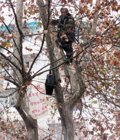 梦见树上结满成熟的桃子，梦见树上结满了红色的果实